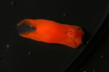 Media type: image;   Malacology 385571